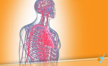 Az emberi keringési rendszer ábrázolása - capenergy.hu